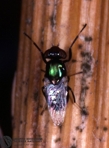 ordine: Diptera
famiglia: Dolichopodidae
nome scientifico: Indet. sp.
data e località: Lercara Friddi, Palermo Province, Sicily, Italy
commento: CBRIZ0461.jpg