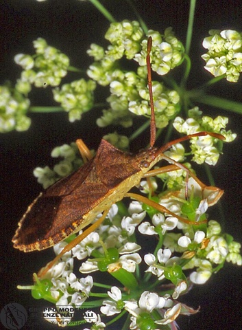 Gonocerus acuteangulatus 