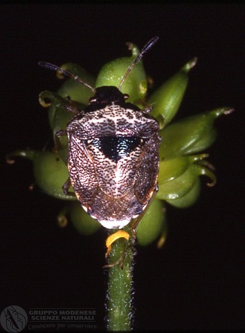 Eysarcoris fabricii 